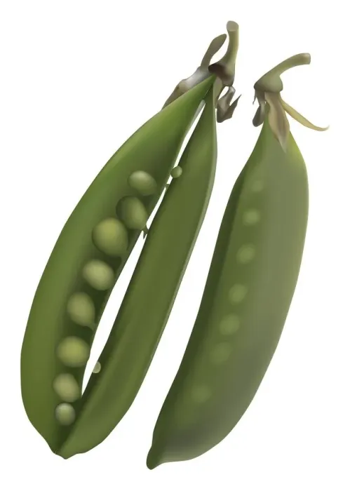 Framed Print : Smooth green snow pea pods, one of which is open to reveal the row of small pale green peas inside Framed Print : Smooth green snow pea pods, one of which is open to reveal the row of small pale green peas inside