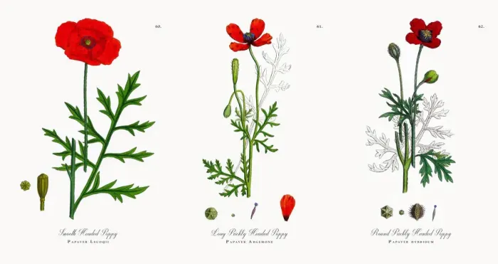 Framed Print : Smooth Headed Poppy, Papaver Lecoqii, Victorian Botanical Illustration, 1863 Framed Print : Smooth Headed Poppy, Papaver Lecoqii, Victorian Botanical Illustration, 1863