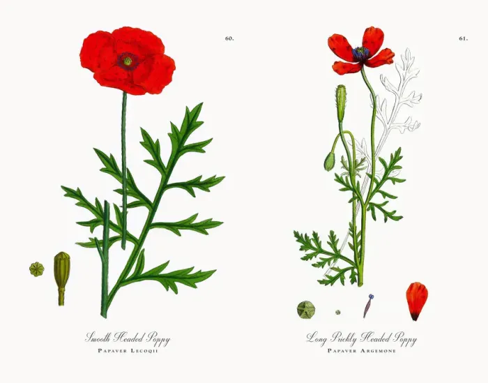 Framed Print : Smooth Headed Poppy, Papaver Lecoqii, Victorian Botanical Illustration, 1863