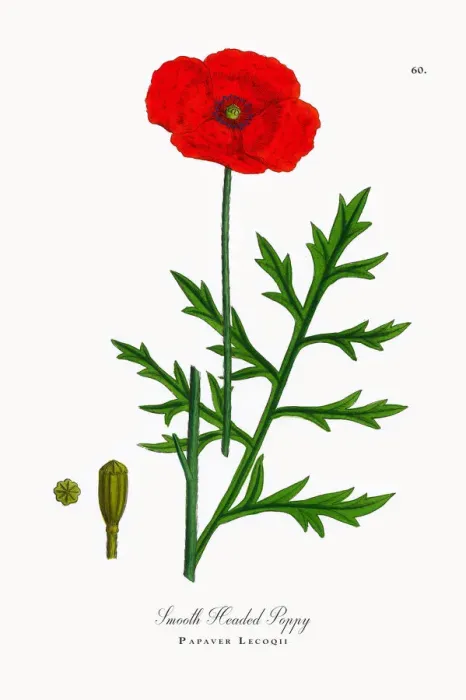 Framed Print : Smooth Headed Poppy, Papaver Lecoqii, Victorian Botanical Illustration, 1863 Framed Print : Smooth Headed Poppy, Papaver Lecoqii, Victorian Botanical Illustration, 1863