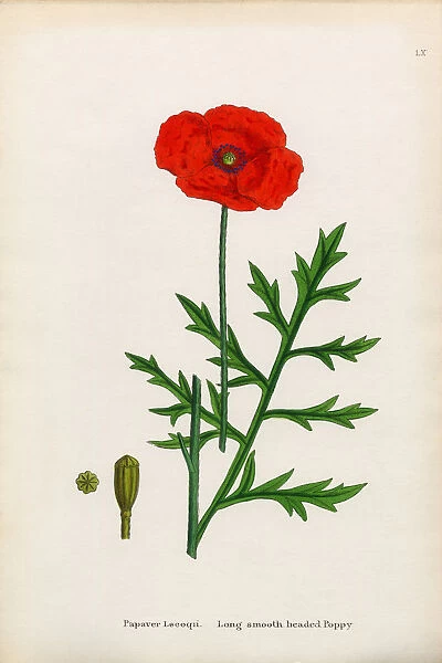 Smooth Headed Poppy, Papaver Lecoqii, Victorian Botanical Illustration, 1863