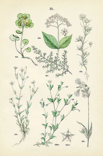 smooth hydrangea, golden saxifrage, german knotweed, smooth rupturewort, bladder campion, rock campion, three-nerved sandwort - Botanical illustration 1883
