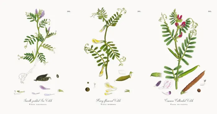 Framed Print : Smooth-podded Sea Vetch, Vicia laevigata, Victorian Botanical Illustration, 1863 Framed Print : Smooth-podded Sea Vetch, Vicia laevigata, Victorian Botanical Illustration, 1863