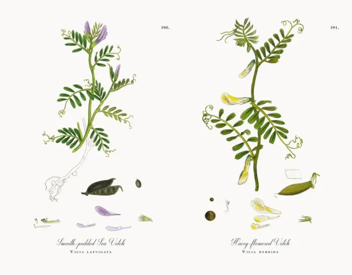 Framed Print : Smooth-podded Sea Vetch, Vicia laevigata, Victorian Botanical Illustration, 1863 Framed Print : Smooth-podded Sea Vetch, Vicia laevigata, Victorian Botanical Illustration, 1863