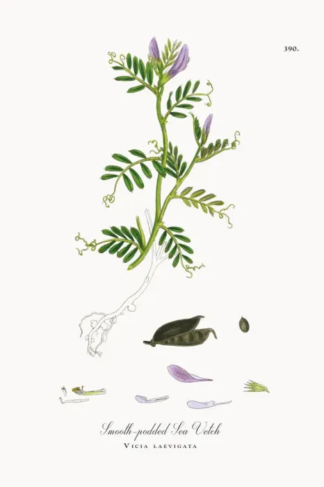 Framed Print : Smooth-podded Sea Vetch, Vicia laevigata, Victorian Botanical Illustration, 1863 Framed Print : Smooth-podded Sea Vetch, Vicia laevigata, Victorian Botanical Illustration, 1863