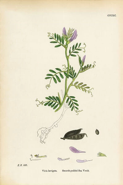 Smooth-podded Sea Vetch, Vicia laevigata, Victorian Botanical Illustration, 1863