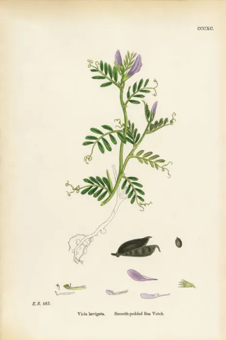 Framed Print : Smooth-podded Sea Vetch, Vicia laevigata, Victorian Botanical Illustration, 1863 Framed Print : Smooth-podded Sea Vetch, Vicia laevigata, Victorian Botanical Illustration, 1863