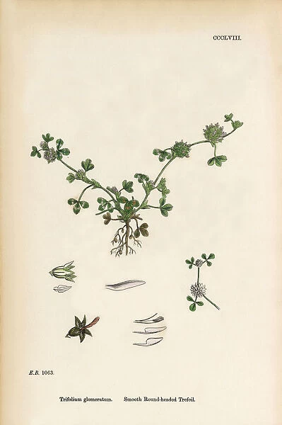 Smooth Round-headed Trefoil, Trifolium glomeratum, Victorian Botanical Illustration, 1863