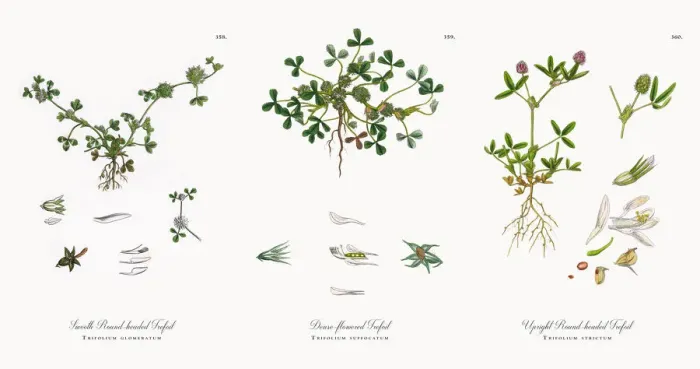 Framed Print : Smooth Round-headed Trefoil, Trifolium glomeratum, Victorian Botanical Illustration, 1863 Framed Print : Smooth Round-headed Trefoil, Trifolium glomeratum, Victorian Botanical Illustration, 1863