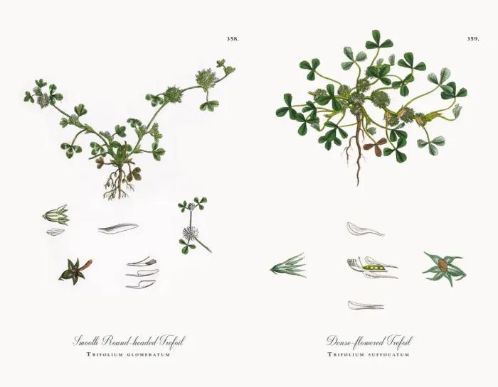 Framed Print : Smooth Round-headed Trefoil, Trifolium glomeratum, Victorian Botanical Illustration, 1863