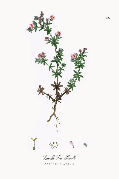 Smooth Sea-Heath, Frankenia Laevis, Victorian Botanical Illustration, 1863