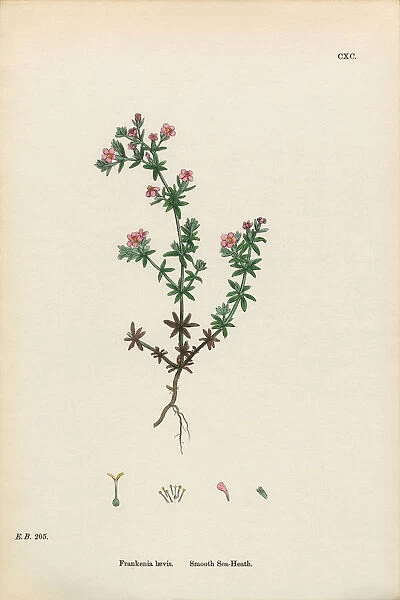 Smooth Sea-Heath, Frankenia Laevis, Victorian Botanical Illustration, 1863
