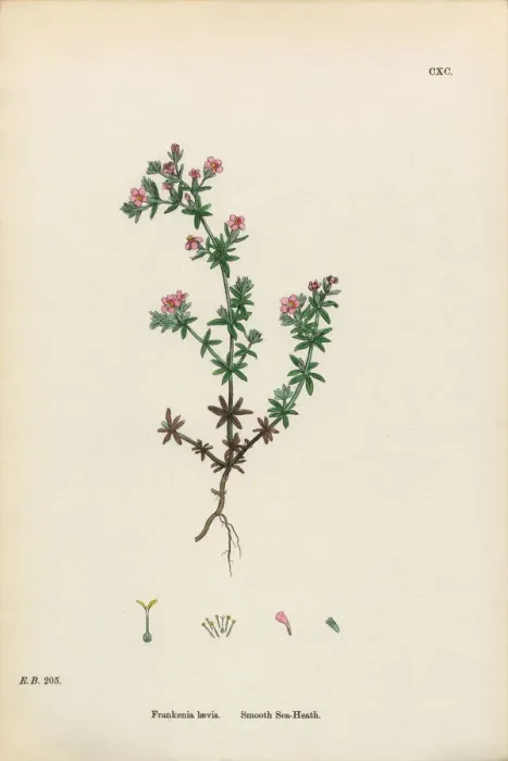 Framed Print : Smooth Sea-Heath, Frankenia Laevis, Victorian Botanical Illustration, 1863 Framed Print : Smooth Sea-Heath, Frankenia Laevis, Victorian Botanical Illustration, 1863