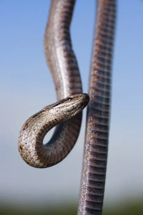 Framed Print : Smooth snake (Coronella austriaca) Framed Print : Smooth snake (Coronella austriaca)