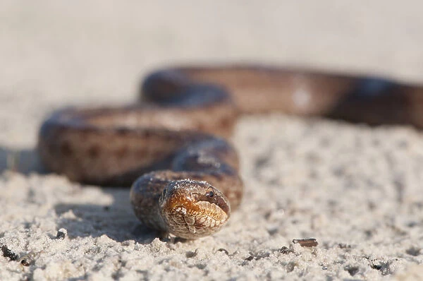 Smooth Snake -Coronella austriaca-, Emsland, Lower Saxony, Germany