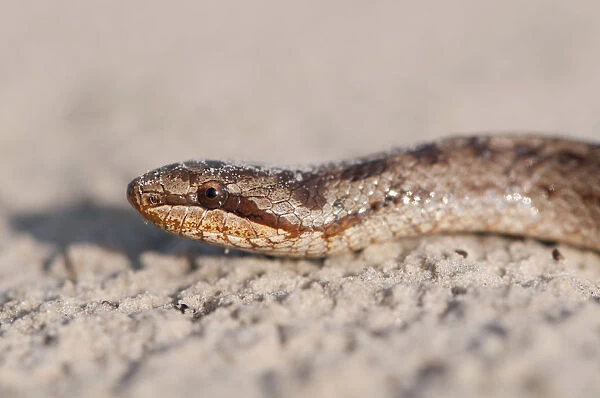 Smooth Snake -Coronella austriaca-, Emsland, Lower Saxony, Germany