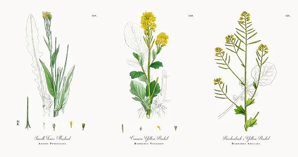 Smooth Tower Mustard, Arabis Perfoliata, Victorian Botanical Illustration, 1863
