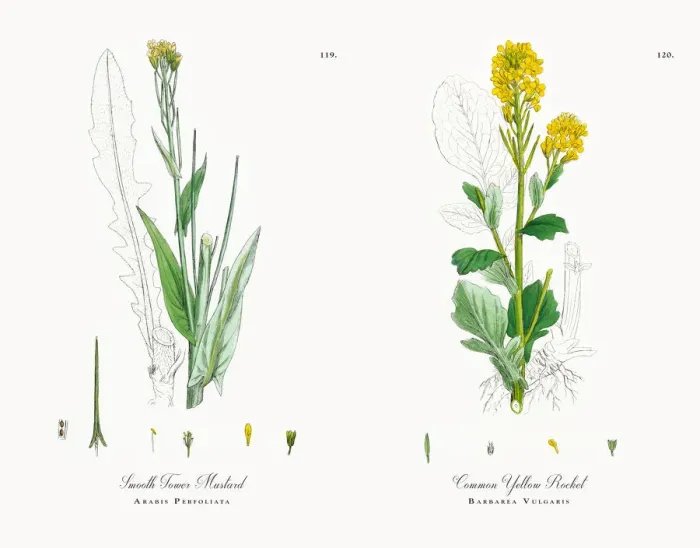 Framed Print : Smooth Tower Mustard, Arabis Perfoliata, Victorian Botanical Illustration, 1863 Framed Print : Smooth Tower Mustard, Arabis Perfoliata, Victorian Botanical Illustration, 1863