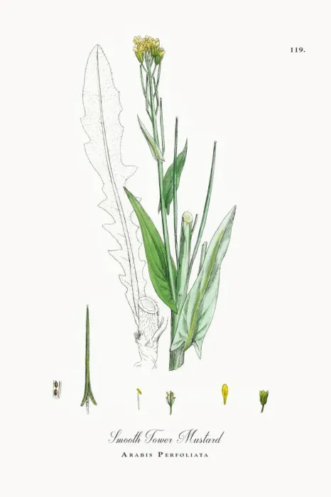 Framed Print : Smooth Tower Mustard, Arabis Perfoliata, Victorian Botanical Illustration, 1863 Framed Print : Smooth Tower Mustard, Arabis Perfoliata, Victorian Botanical Illustration, 1863