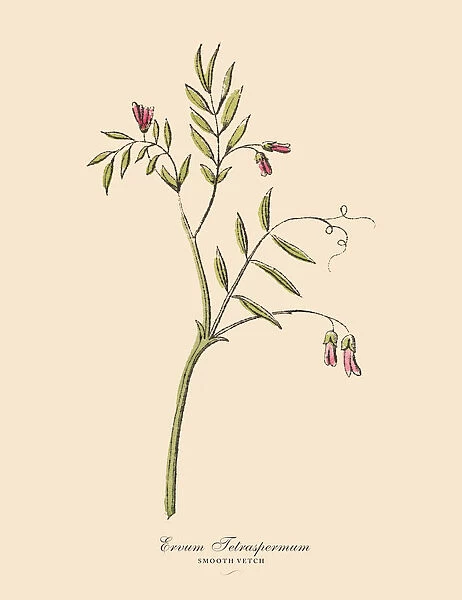 Smooth Vetch, Legumes, Victorian Botanical Illustration