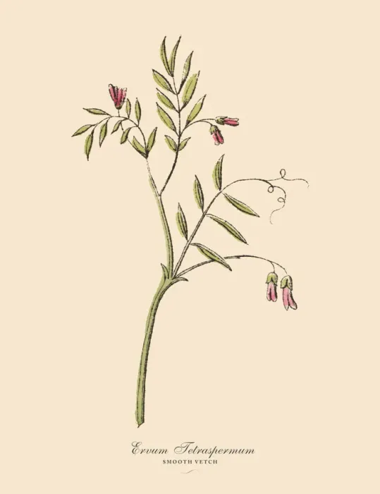 Framed Print : Smooth Vetch, Legumes, Victorian Botanical Illustration Framed Print : Smooth Vetch, Legumes, Victorian Botanical Illustration