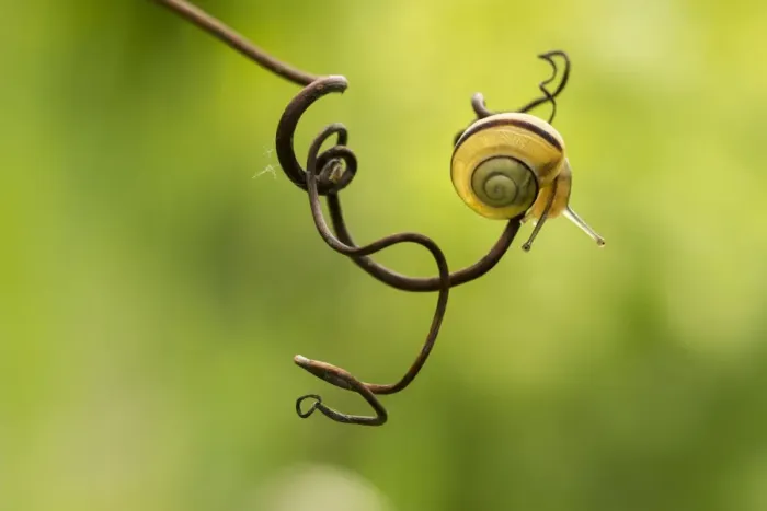 Framed Print : Snail face Framed Print : Snail face
