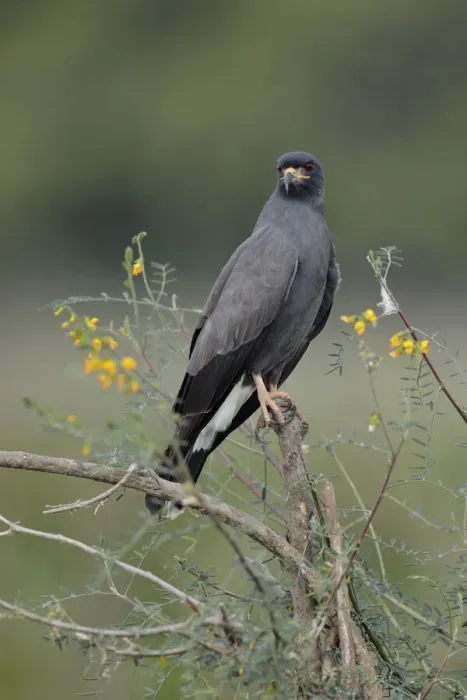 Framed Print : Snail Kite (Rostrhamus sociabilis) Framed Print : Snail Kite (Rostrhamus sociabilis)
