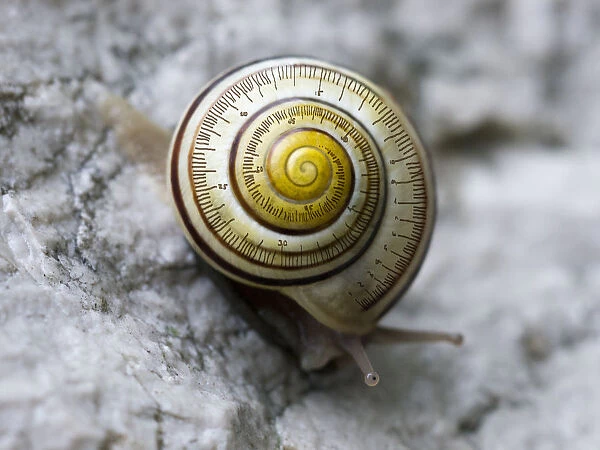 snail-time (is not a precise measurement)