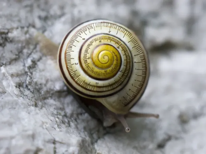 Framed Print : snail-time (is not a precise measurement) Framed Print : snail-time (is not a precise measurement)