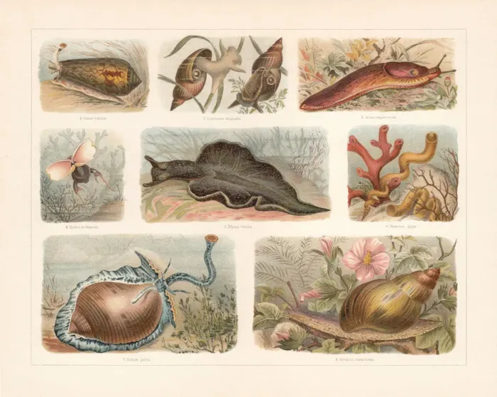 Framed Print : Snails (Gastropoda), chromolithograph, published in 1897 Framed Print : Snails (Gastropoda), chromolithograph, published in 1897