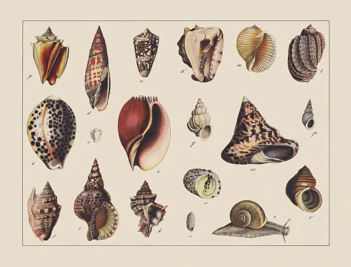 Framed Print : Snails (Gastropoda), hand-colored chromolithograph, published in 1882 Framed Print : Snails (Gastropoda), hand-colored chromolithograph, published in 1882