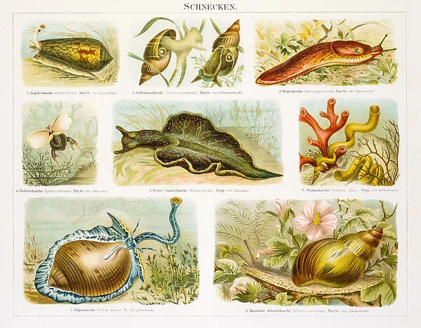 Snails lithograph 1896