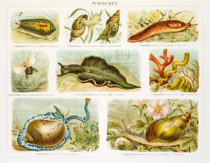 Framed Print : Snails lithograph 1896