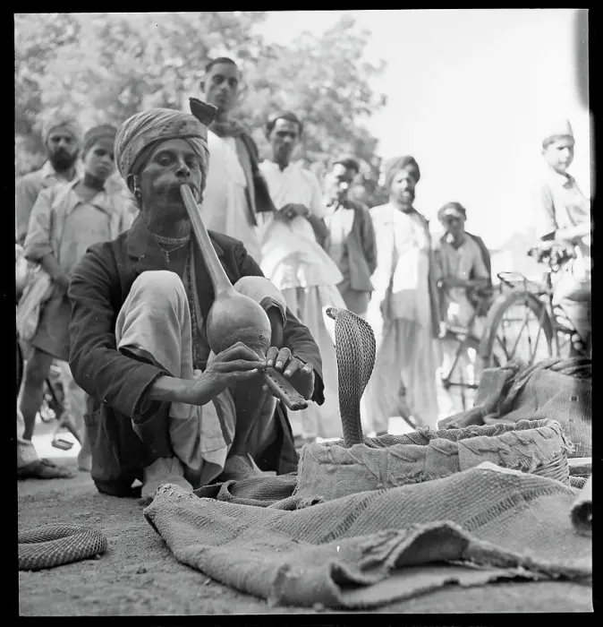 Framed Print : Snake Charmer Charming His Cobra Framed Print : Snake Charmer Charming His Cobra