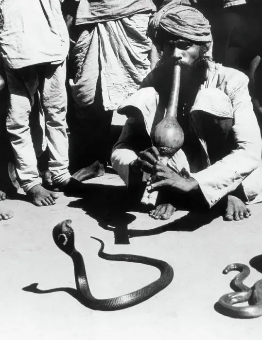 Framed Print : Snake Charmer Hypnotizing Snake Framed Print : Snake Charmer Hypnotizing Snake