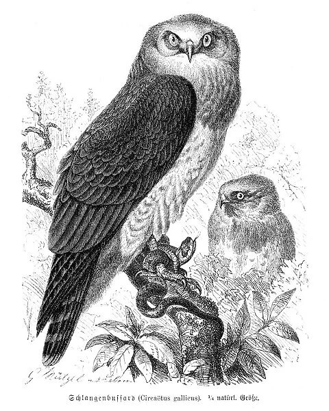 Snake eagle engraving 1892