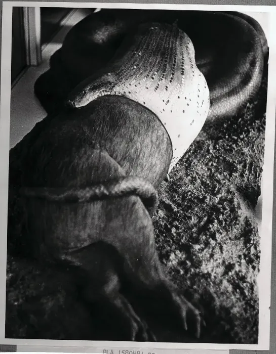 Framed Print : A Snake Swallowing a Pig Whole Framed Print : A Snake Swallowing a Pig Whole