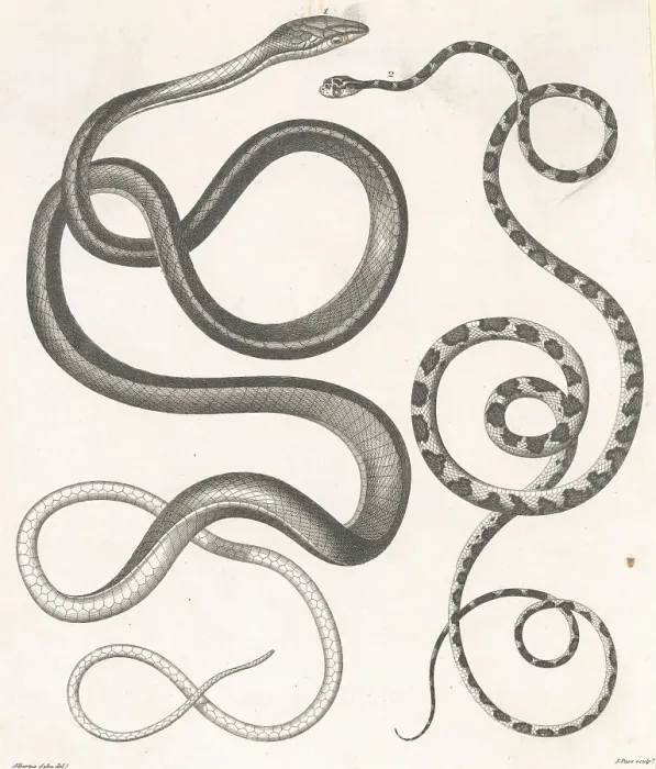 Framed Print : Two Snakes Framed Print : Two Snakes