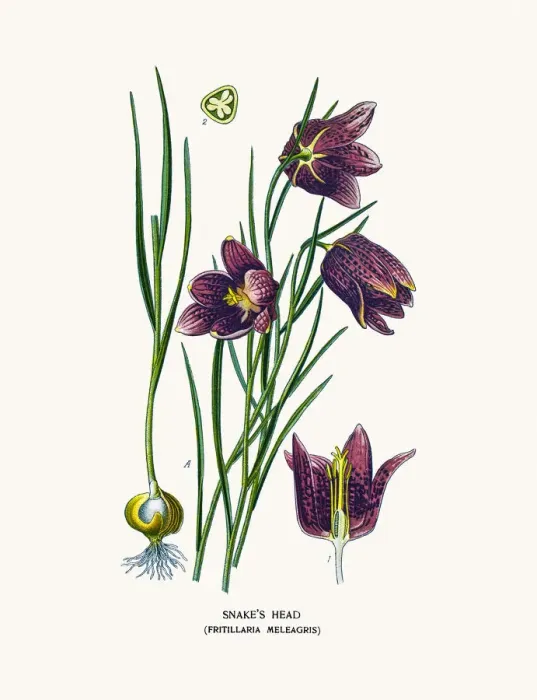 Framed Print : Snakes head fritillary Framed Print : Snakes head fritillary