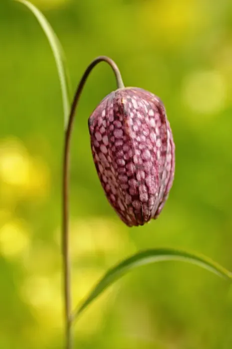 Framed Print : Snakes head fritillary, Checkered daffodil, Chess flower (Fritillaria meleagris)