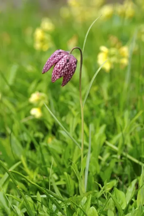 Framed Print : Snakes head fritillary, Checkered daffodil, Chess flower (Fritillaria meleagris) Framed Print : Snakes head fritillary, Checkered daffodil, Chess flower (Fritillaria meleagris)