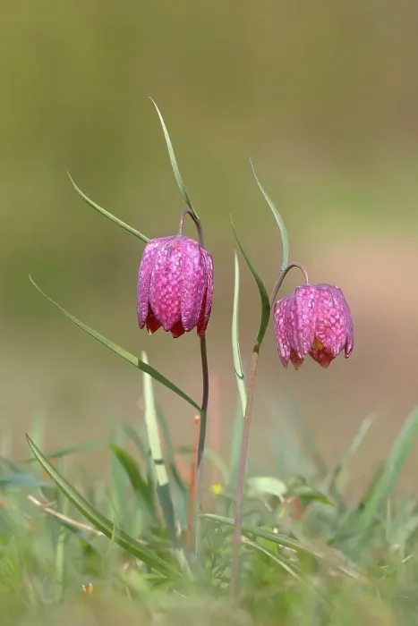 Framed Print : Snake's head fritillary (Fritillaria meleagris), in a meadow, Spessart, Bavaria, Germany Framed Print : Snake's head fritillary (Fritillaria meleagris), in a meadow, Spessart, Bavaria, Germany