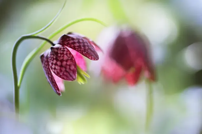 Framed Print : Snakeshead fritillary Framed Print : Snakeshead fritillary