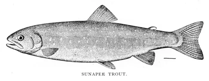 Framed Print : Snapee trout engraving 1898 Framed Print : Snapee trout engraving 1898