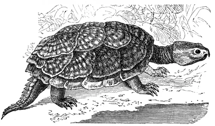 Framed Print : Snapping or alligator turtle (Emysaura Serpentina) Framed Print : Snapping or alligator turtle (Emysaura Serpentina)