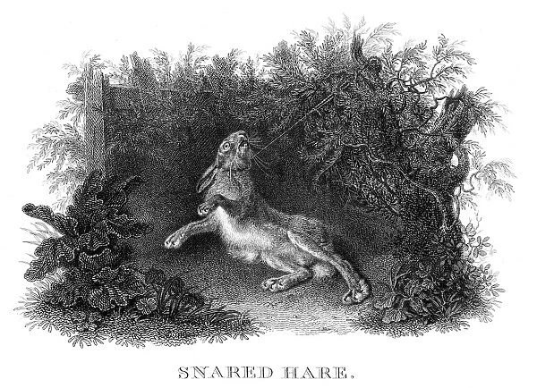 Snared hare engraving 1812