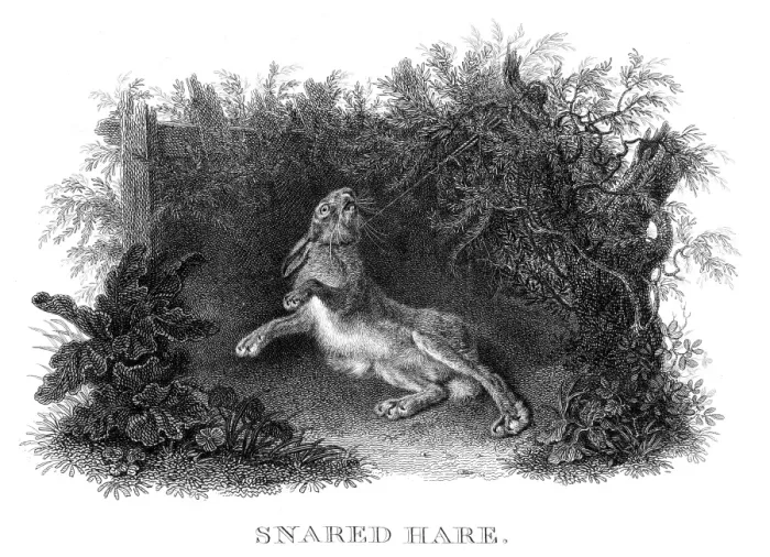 Framed Print : Snared hare engraving 1812 Framed Print : Snared hare engraving 1812