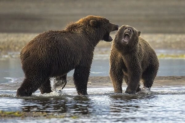 Snarling. Two coastal brown bears quarrel over a salmon fishing spot in