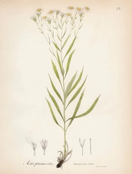 Sneeze Aster botanical engraving 1843