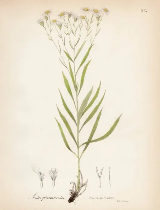 Framed Print : Sneeze Aster botanical engraving 1843 Framed Print : Sneeze Aster botanical engraving 1843